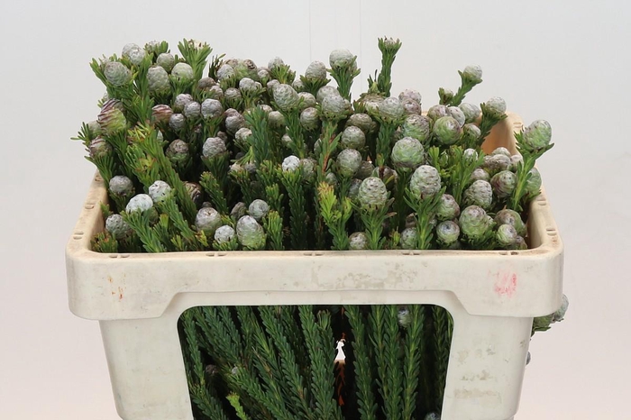 <h4>Kaaps Groen Tortum</h4>