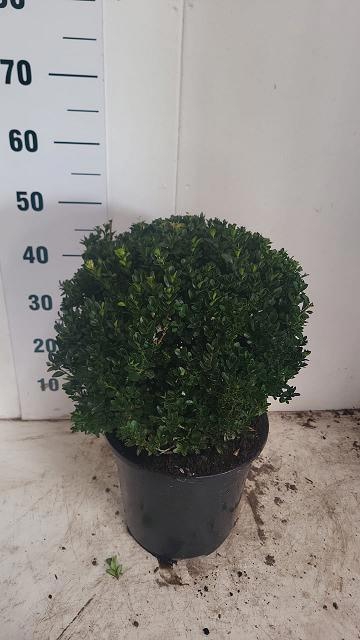 <h4>BUXU SEMPERVIRENS</h4>