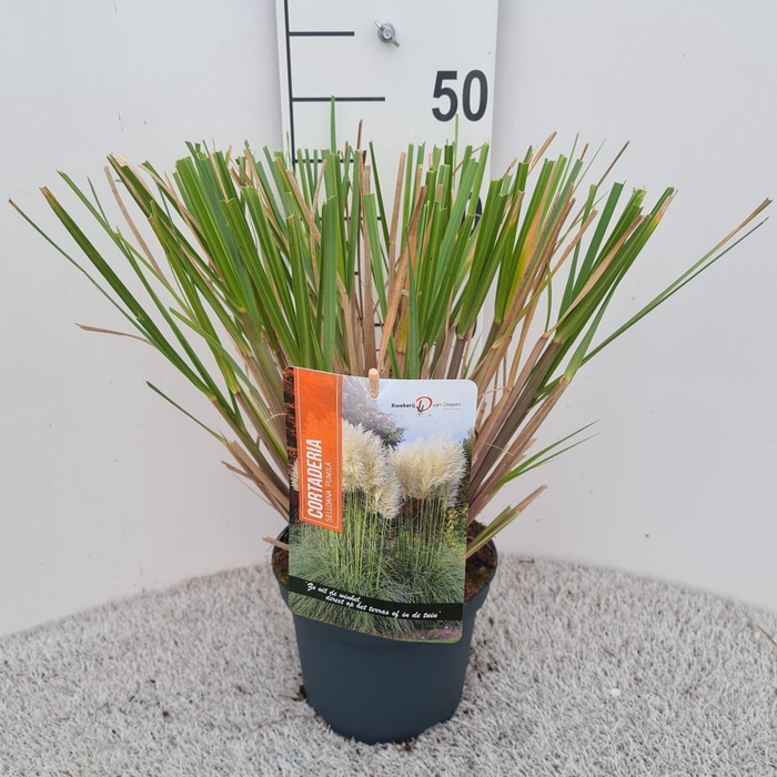 Cortaderia selloana Pumila