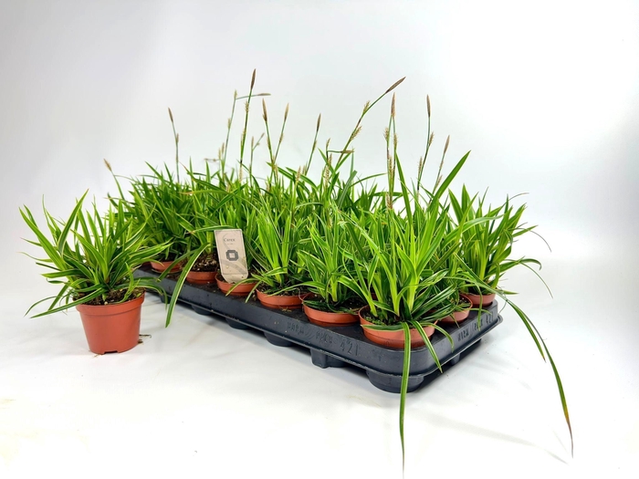 <h4>CARE MO ICE DANCE</h4>