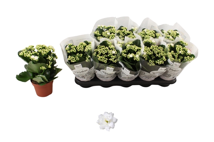 <h4>KAL GE DON DIONE</h4>