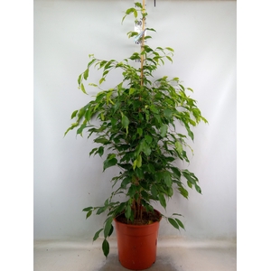 Ficus benja. 'Exotica'