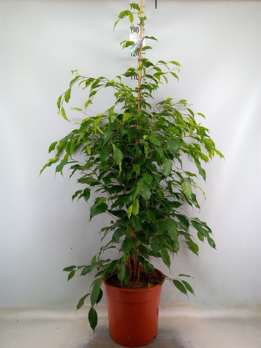 <h4>Ficus benja. 'Exotica'</h4>