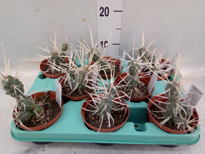 <h4>Tephrocactus articulatus</h4>