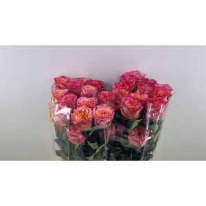 R Gr Country Aquarelle Lsl