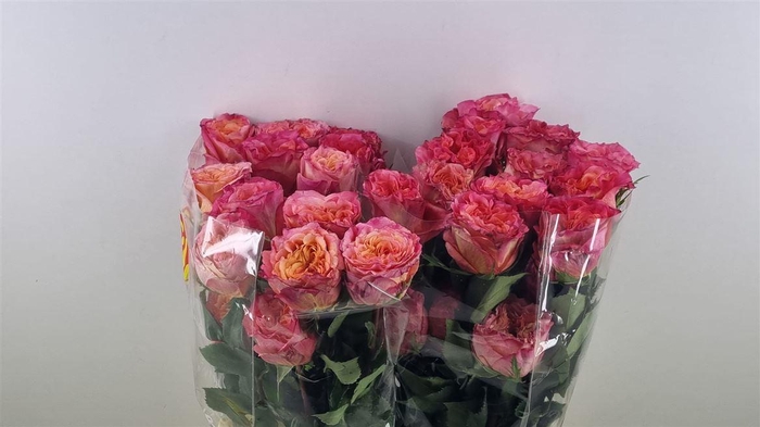 <h4>R Gr Country Aquarelle Lsl</h4>