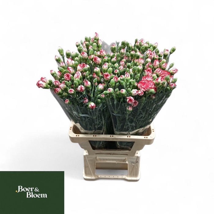 <h4>DI TR MINUETTO</h4>