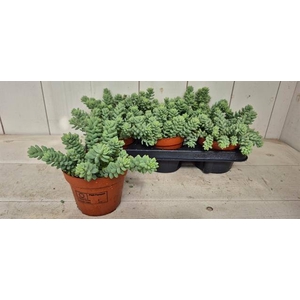 SEDUM BURRITO