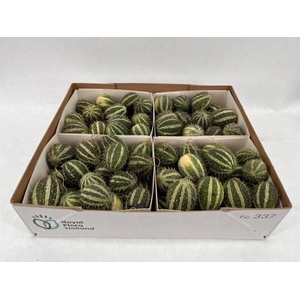CUCUMIS HIRSUTUS