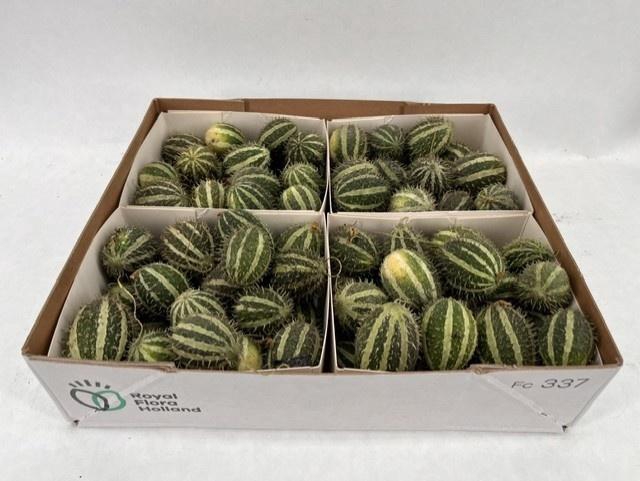 <h4>CUCUMIS HIRSUTUS</h4>