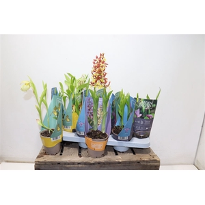 Phal Garden Orchid 3+ Mix