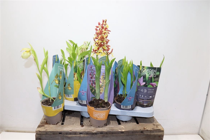 <h4>Phal Garden Orchid 3+ Mix</h4>