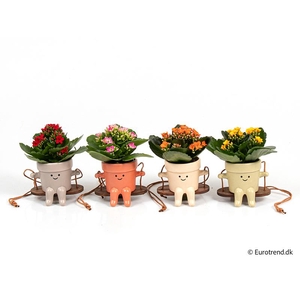 KALANCHOE BLOSSFELDIANA 'MINI'