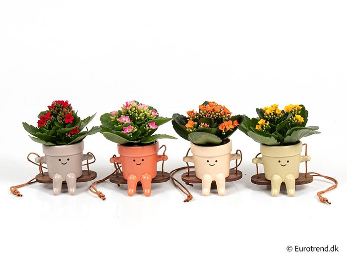 <h4>KALANCHOE BLOSSFELDIANA 'MINI'</h4>