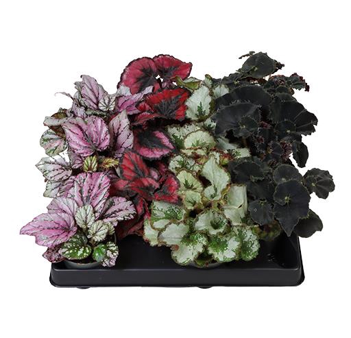 <h4>BEGONIA REX-HYBRID P6 MIX</h4>