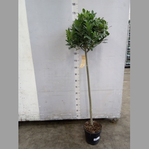 Laurus nobilis