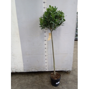 Laurus nobilis