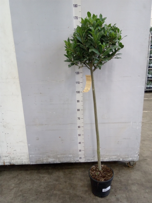 <h4>Laurus nobilis</h4>