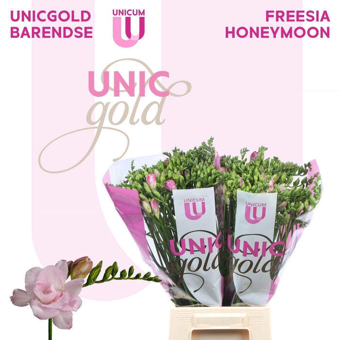 <h4>FREESIA DU 'HONEYMOON'</h4>