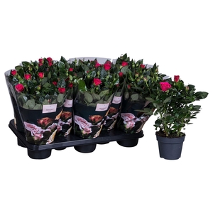 Nolina Roses Ø 13 cm Deep pink
