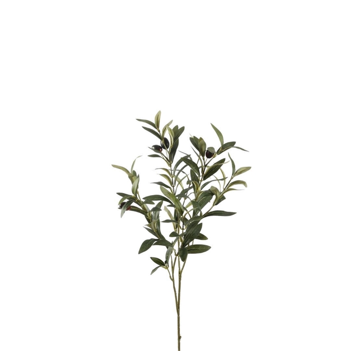 Olea europaea 72cm