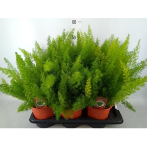 Asparagus dens. 'Meyers'