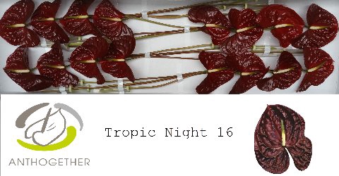 <h4>ANTH A TROPIC NIGHT 16</h4>