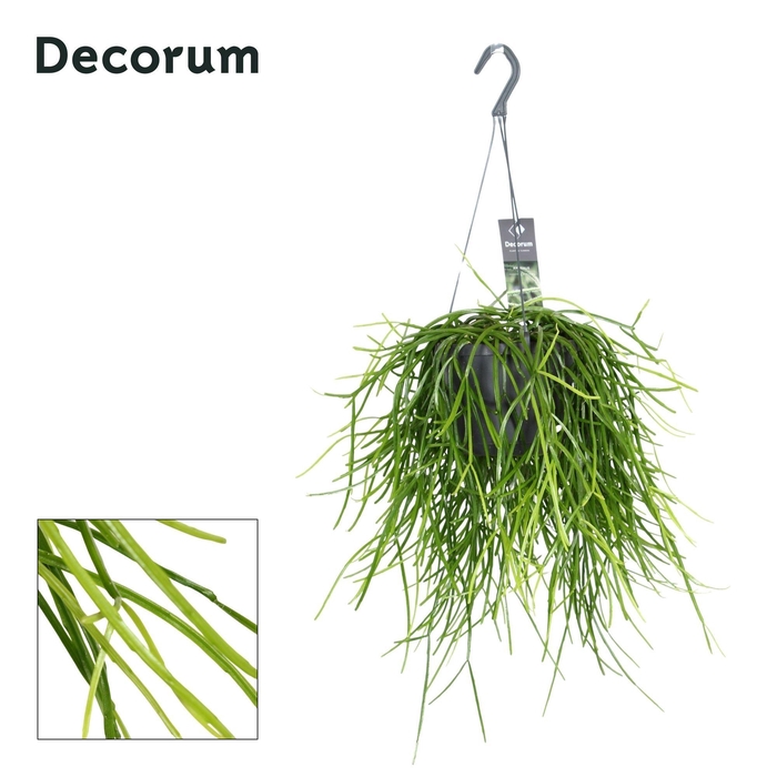 Rhipsalis kirbergii 21cm