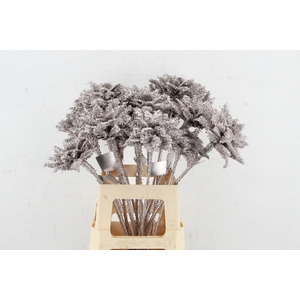 Stick Dahlia Sunshine champagne