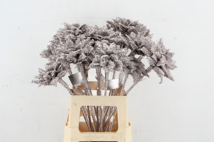 <h4>Stick Dahlia Sunshine champagne</h4>