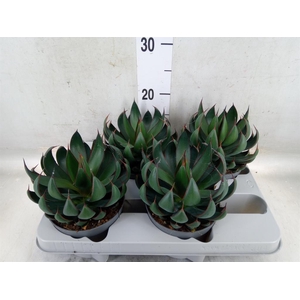 xMangave  'Mad About M Praying Han'