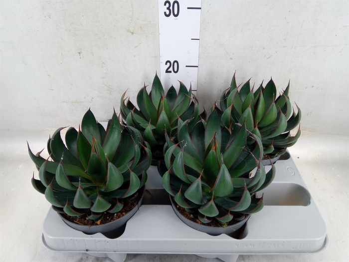 <h4>xMangave 'Mad About M Praying Han'</h4>