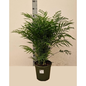 CHAMAED ELEGANS