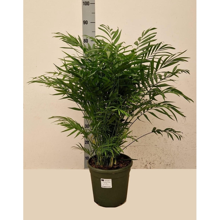 <h4>CHAMAED ELEGANS</h4>