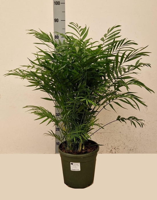 CHAMAED ELEGANS