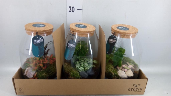 <h4>Arr.    Planten  H%</h4>