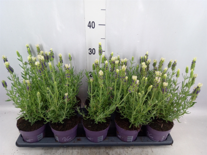 <h4>Lavandula stoec. 'Anouk'</h4>