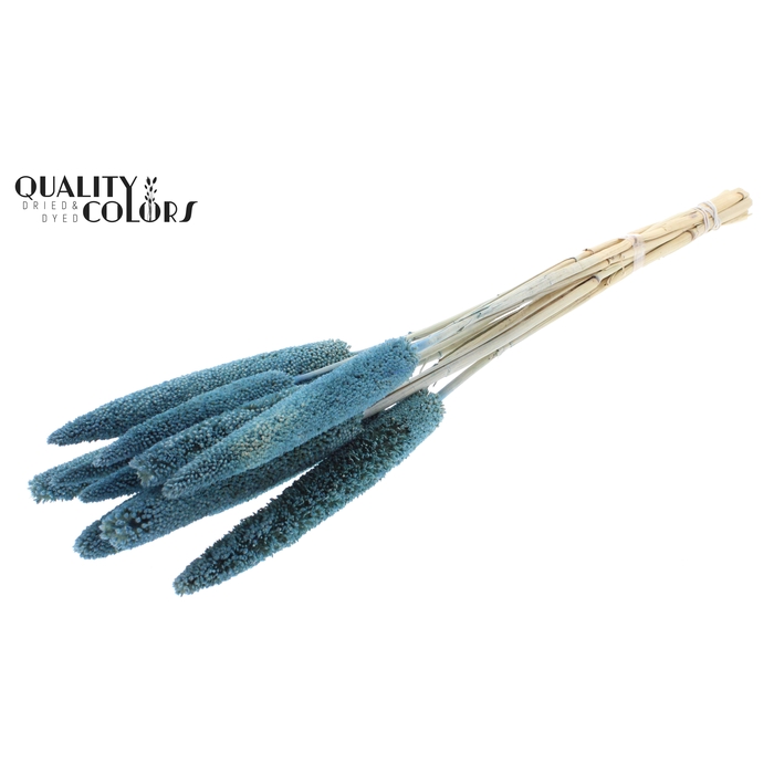 <h4>Babala on natural stem Blue</h4>