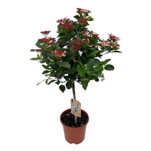 VIBURNUM TINUS 'GWENLLIAN' VIBURNUM