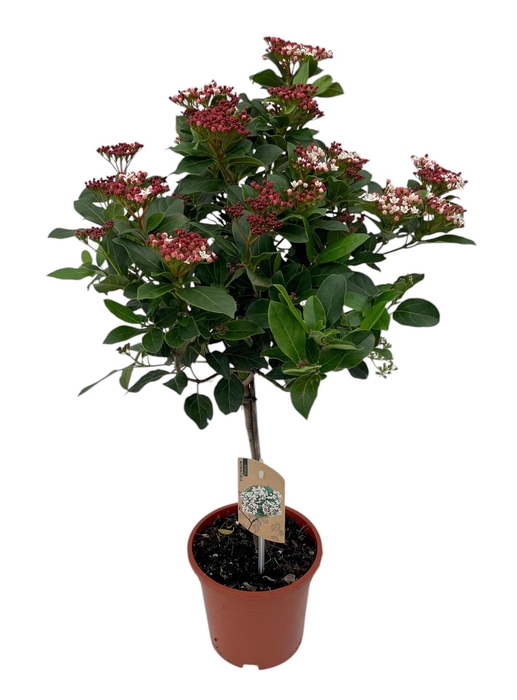 <h4>VIBURNUM TINUS 'GWENLLIAN' VIBURNUM</h4>