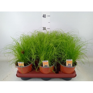 Cyperus alternifolius 'Zumula'