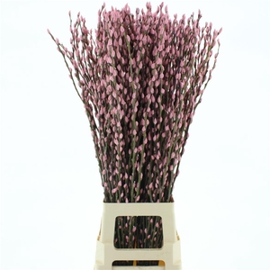 Salix Snow Flake Klb Light Pink