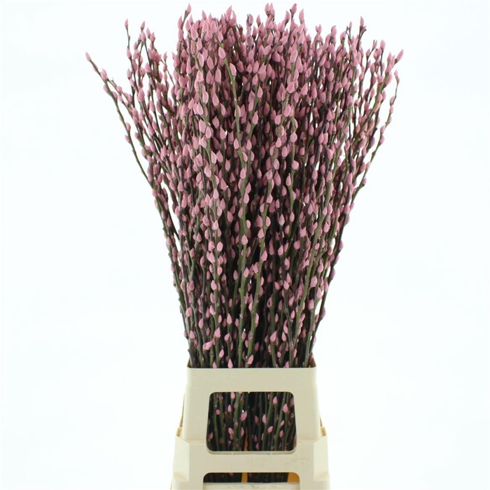 <h4>Salix Snow Flake Klb Light Pink</h4>