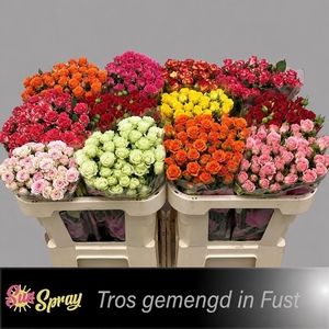 R TR GEM IN FUST