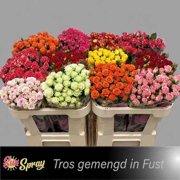 <h4>R TR GEM IN FUST</h4>