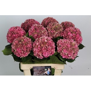 Hydrangea Glowing Alps CL