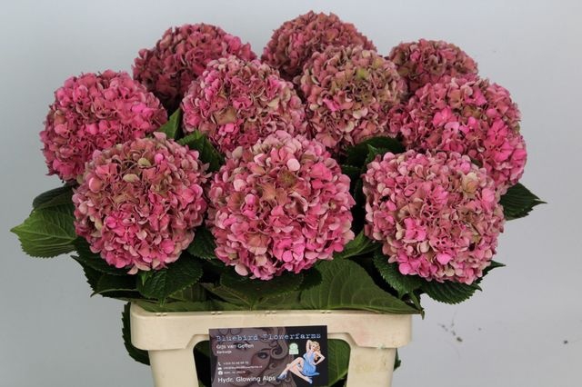 <h4>Hydrangea Glowing Alps CL</h4>