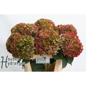 Hydrangea glowing alps classic