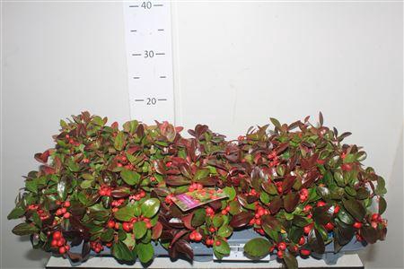 <h4>Gaulth Procumbens</h4>