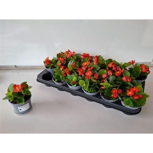 Begonia Semperflorens Rood